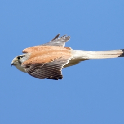 Falco cenchroides (Nankeen Kestrel) at Jerrabomberra, ACT - 11 Nov 2021 by jb2602