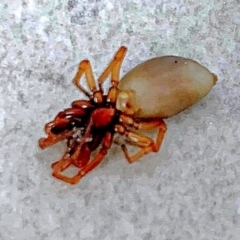 Dysdera crocata (Slater-eating Spider) at Goulburn, NSW - 13 Nov 2021 by Milly