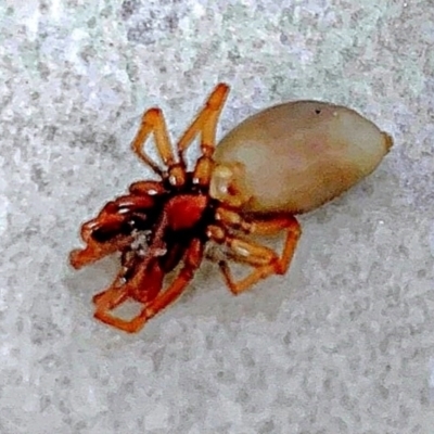 Dysdera crocata (Slater-eating Spider) at Goulburn, NSW - 13 Nov 2021 by Milly