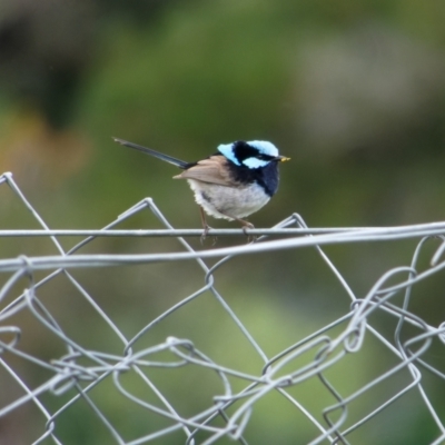 Malurus cyaneus (Superb Fairywren) at Sullivans Creek, Lyneham North - 13 Nov 2021 by RobertD