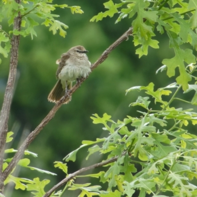 Cincloramphus mathewsi (Rufous Songlark) at Sullivans Creek, Lyneham North - 13 Nov 2021 by RobertD