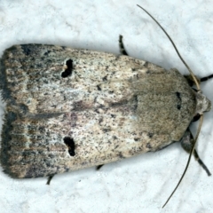 Proteuxoa tibiata (Horseshoe Noctuid) at Ainslie, ACT - 10 Nov 2021 by jb2602