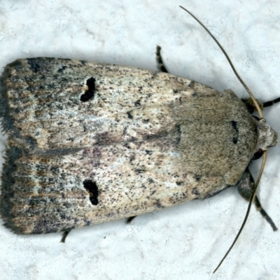 Proteuxoa tibiata (Horseshoe Noctuid) at Ainslie, ACT - 10 Nov 2021 by jbromilow50