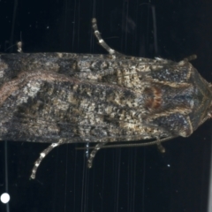 Agrotis porphyricollis (Variable Cutworm) at Ainslie, ACT - 10 Nov 2021 by jbromilow50