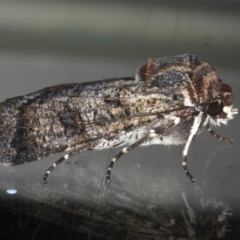 Agrotis porphyricollis at Ainslie, ACT - 10 Nov 2021 08:42 PM