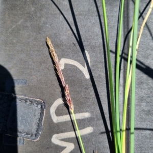 Carex bichenoviana at Macgregor, ACT - 27 Oct 2021 11:54 AM