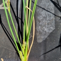 Carex bichenoviana at Macgregor, ACT - 27 Oct 2021