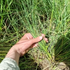 Carex bichenoviana at Jerrabomberra, ACT - 9 Nov 2021