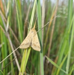 Helicoverpa (genus) (A bollworm) at Franklin, ACT - 9 Nov 2021 by EmilySutcliffe