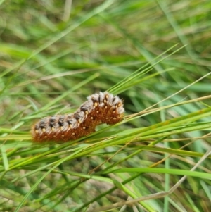 Pterolocera (genus) at Harrison, ACT - 11 Nov 2021