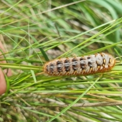 Pterolocera (genus) at Harrison, ACT - 11 Nov 2021