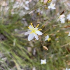 Thelionema caespitosum (Tufted Blue Lily) at Penrose, NSW - 3 Nov 2021 by GlossyGal