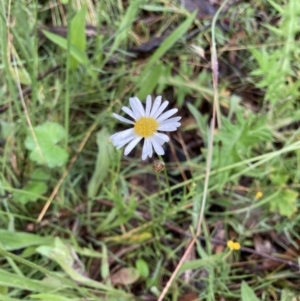 Brachyscome sp. at Bungendore, NSW - 13 Nov 2021 11:06 AM