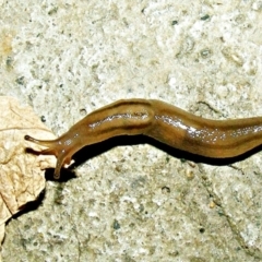 Ambigolimax sp. (valentius and waterstoni) (Striped Field Slug) at Crooked Corner, NSW - 17 Apr 2012 by Milly