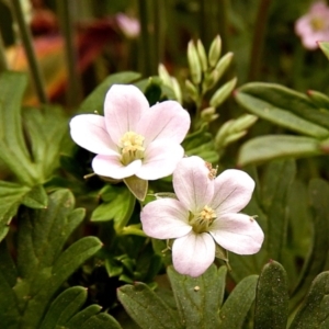 Geranium solanderi var. solanderi at Crooked Corner, NSW - 3 Nov 2021