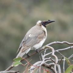 Philemon corniculatus (Noisy Friarbird) at Mount Taylor - 12 Nov 2021 by MatthewFrawley