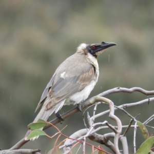 Philemon corniculatus at Kambah, ACT - 13 Nov 2021 10:54 AM