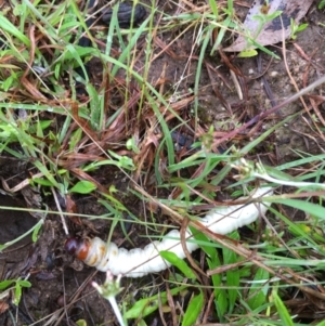 Hepialidae (family) IMMATURES at Lower Boro, NSW - 12 Nov 2021