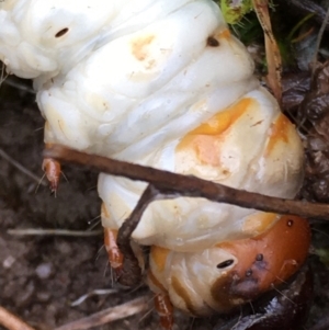 Hepialidae (family) IMMATURES at Lower Boro, NSW - 12 Nov 2021