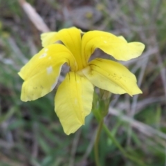 Goodenia pinnatifida (Scrambled Eggs) at Pialligo, ACT - 11 Nov 2021 by Christine