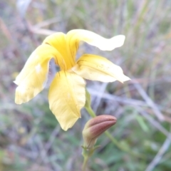 Goodenia pinnatifida at Pialligo, ACT - 11 Nov 2021