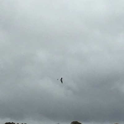 Haliaeetus leucogaster (White-bellied Sea-Eagle) at Lower Boro, NSW - 13 Nov 2021 by mcleana