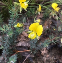 Gompholobium minus (Dwarf Wedge Pea) at Boro, NSW - 12 Nov 2021 by mcleana