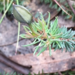 Gompholobium minus at Boro, NSW - 13 Nov 2021