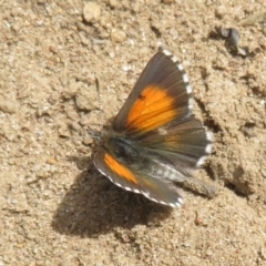 Lucia limbaria (Chequered Copper) at Stromlo, ACT - 11 Nov 2021 by Christine