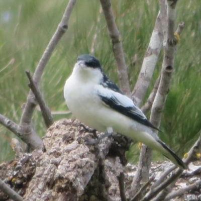 Lalage tricolor (White-winged Triller) at Stromlo, ACT - 11 Nov 2021 by Christine