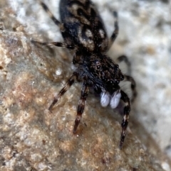 Sondra sp. (genus) (A jumping spider) at Jerrabomberra, NSW - 13 Nov 2021 by SteveBorkowskis