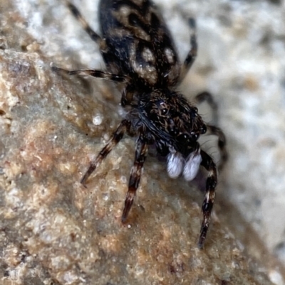 Sondra sp. (genus) (A jumping spider) at Jerrabomberra, NSW - 13 Nov 2021 by SteveBorkowskis