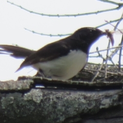 Rhipidura leucophrys (Willie Wagtail) at Stromlo, ACT - 11 Nov 2021 by Christine