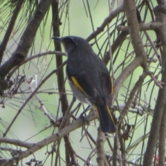 Phylidonyris pyrrhopterus (Crescent Honeyeater) at Stromlo, ACT - 11 Nov 2021 by Christine