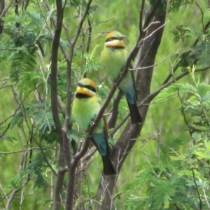 Merops ornatus at Stromlo, ACT - 11 Nov 2021