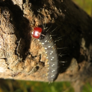 Oenosandra boisduvalii at Jerrabomberra, ACT - 7 Nov 2021 03:46 PM