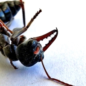 Myrmecia simillima at Crooked Corner, NSW - 1 Mar 2018