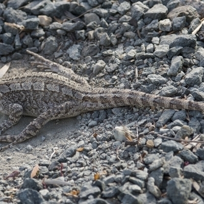 Amphibolurus muricatus (Jacky Lizard) at Googong, NSW - 30 Nov 2016 by WHall