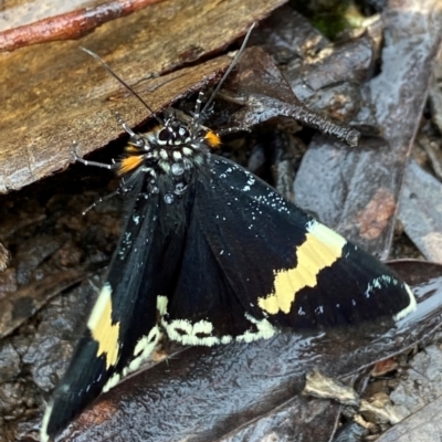 Eutrichopidia latinus (Yellow-banded Day-moth) at Molonglo Valley, ACT - 13 Nov 2021 by AJB