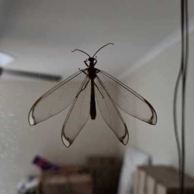 Nymphes myrmeleonoides at Evans Head, NSW - 13 Nov 2021 by AaronClausen