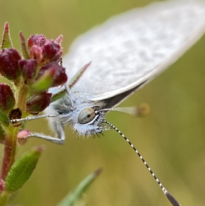 Zizina otis (Common Grass-Blue) at Stromlo, ACT - 13 Nov 2021 by AJB