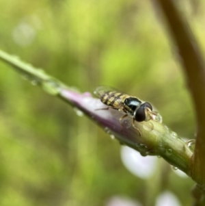 Simosyrphus grandicornis at Stromlo, ACT - 13 Nov 2021