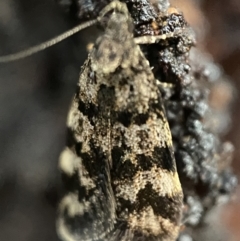 Barea phaeomochla (Barea phaeomochla) at Jerrabomberra, NSW - 13 Nov 2021 by Steve_Bok