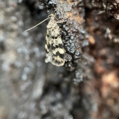 Barea phaeomochla at Jerrabomberra, NSW - 13 Nov 2021 06:58 PM