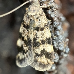 Barea phaeomochla at Jerrabomberra, NSW - 13 Nov 2021 06:58 PM