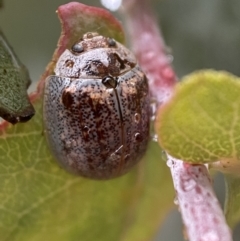 Paropsisterna m-fuscum (Eucalyptus Leaf Beetle) at Jerrabomberra, NSW - 13 Nov 2021 by Steve_Bok