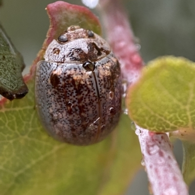 Paropsisterna m-fuscum (Eucalyptus Leaf Beetle) at Jerrabomberra, NSW - 13 Nov 2021 by SteveBorkowskis