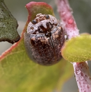 Paropsisterna m-fuscum at Jerrabomberra, NSW - 13 Nov 2021