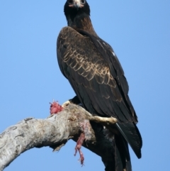 Aquila audax (Wedge-tailed Eagle) at Ainslie, ACT - 1 Nov 2021 by jb2602