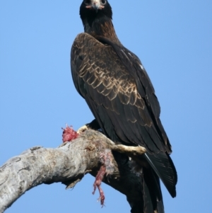 Aquila audax at Ainslie, ACT - 1 Nov 2021